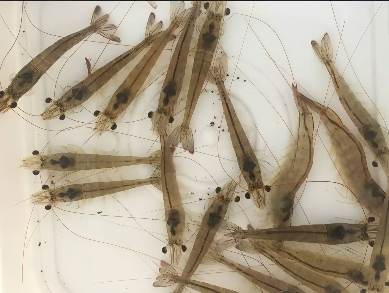 对虾硬壳靠钙，肠道健康靠酸！一文说清甲酸钙和二甲酸钾的核心区别与用法